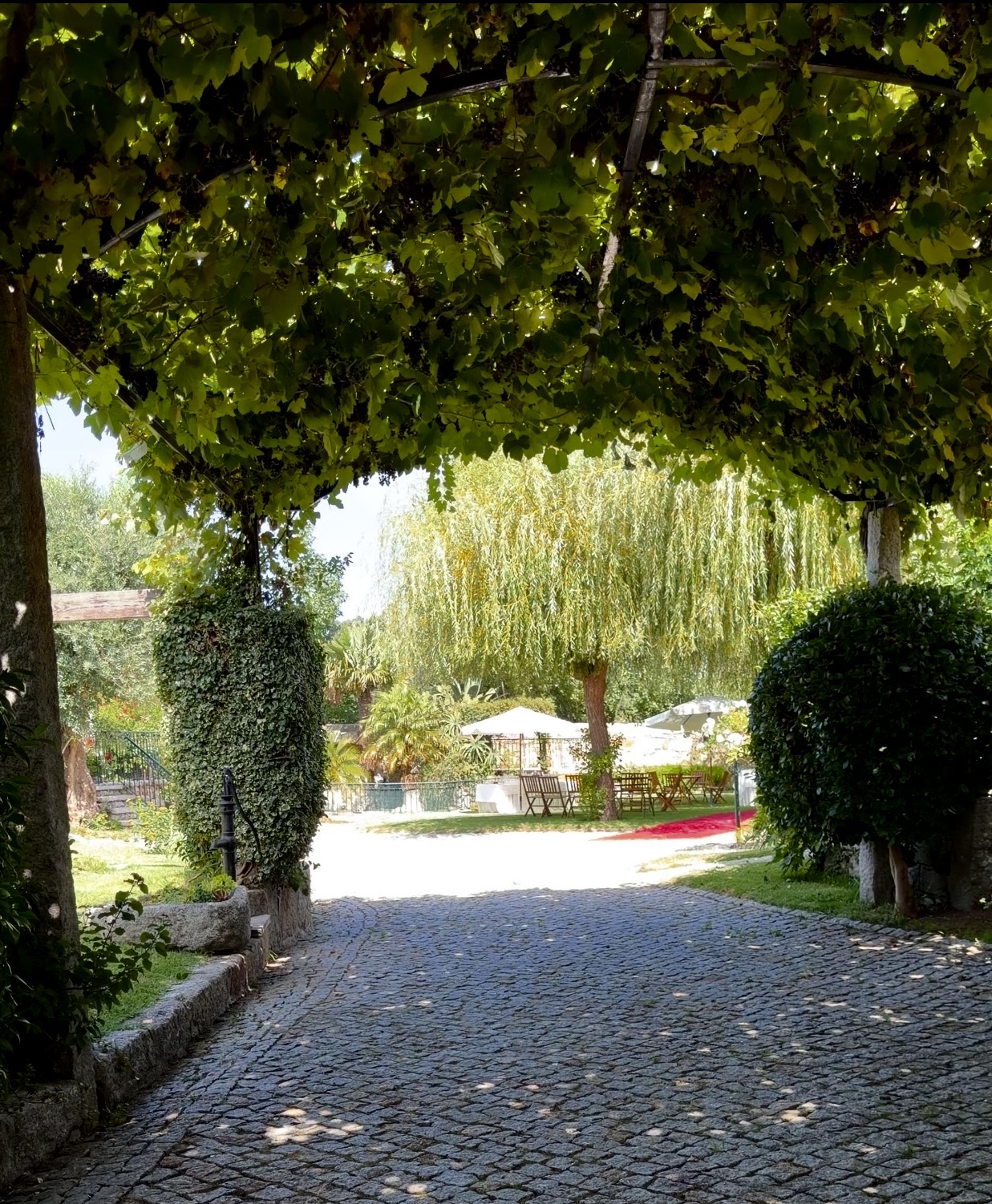Entrada na quinta por baixo de uma videira